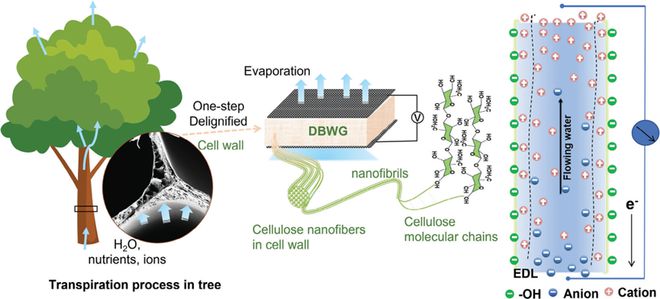 华南师范周国富团队张振AFM：全木质的水蒸发感应发电机(图2)